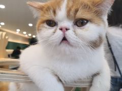 -飞行喵MR PILOT|猫舍·猫咖(静安大融城店)