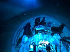 -迪拜水族馆及水下动物园