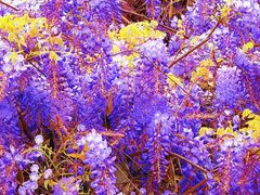 -西南交通大学(九里校区)