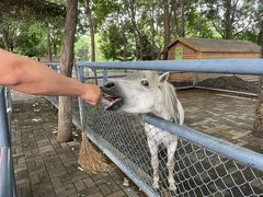 -长白岛森林公园