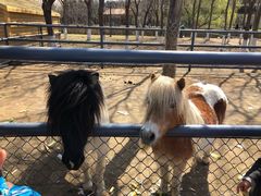 -长白岛森林公园