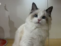 -青奢宠物·青奢猫舍