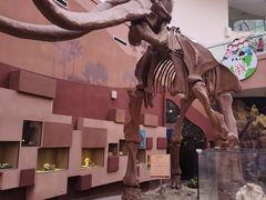 -陕西自然博物馆