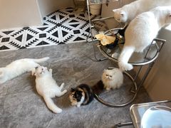 -More Fun猫咖 二十只万元加菲主题