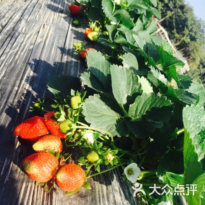 万胜围草莓园图片 