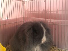 -宠物兔专门店(天丰利市场店)