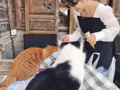 -喵屿·大理花园猫咖