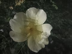 -莲湖公园