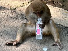 -黔灵山公园