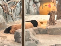 -武汉动物园
