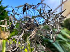 -怀托摩萤火虫洞