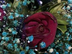 -金田水族花卉市场(银庄大厦店)