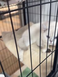 -镁连社·美联社