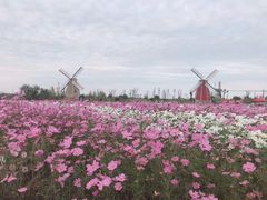 -南通鲜花小镇