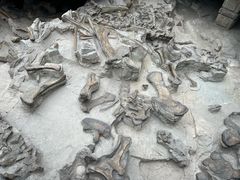 -自贡恐龙博物馆