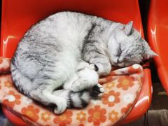 -猫咪博物馆(顶澳仔猫街店)