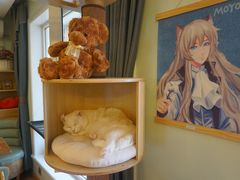 -MOYOYO猫咪咖啡店
