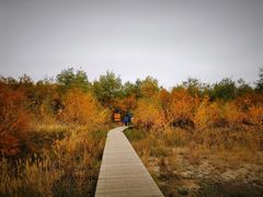 -金塔沙漠胡杨林景区