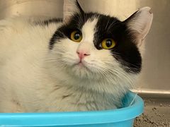 -萌兽医馆·犬猫专科·眼科中心·宠物医院(朝阳门分院)