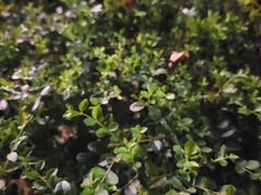 -范家大院(华为店)