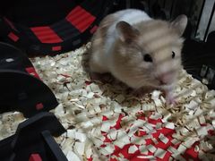 -钓仓鼠(洋桥北里小区店)
