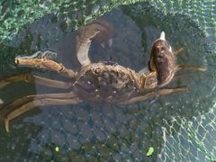 -乡乐园蟹庄·阳澄湖农家乐