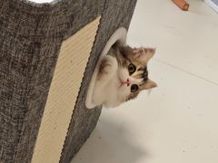 -小猫来了·猫舍(红山六九七九店)