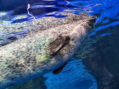 -上海海洋水族馆