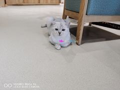 -藏猫猫咖啡主题馆(中央大道店)