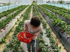 -喜杨洋草莓采摘园