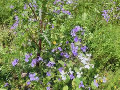 -上海市静安区闸北中心医院