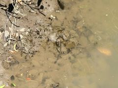 -东寨港红树林旅游区