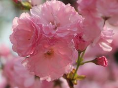 -天适樱花悠乐园