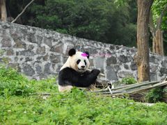 -都江堰中华大熊猫苑