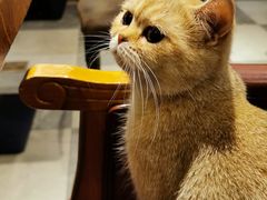 -猫小院猫主题餐厅(三里屯店)