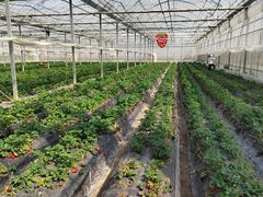 -喜杨洋草莓采摘园