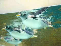 -成都浩海立方海洋公园