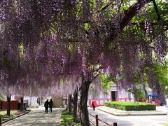 -嘉定紫藤园