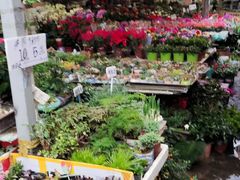 -曲阳花鸟市场(曲阳路店)