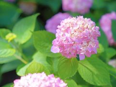 -上海滨江森林公园