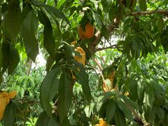 -老袁家蜜桃农场·阳山水蜜桃