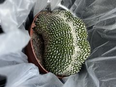 -中环花鸟鱼虫市场