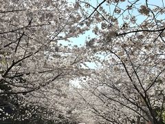 -高东镇樱花园