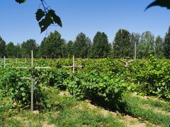 -北京张裕爱斐堡酒庄