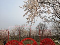 -天王浮山樱花园