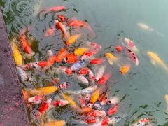 -松山湖梦幻百花洲