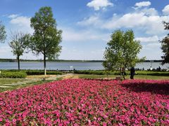 -武清南湖绿博园