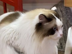 -白兔子密室(长寿路店)