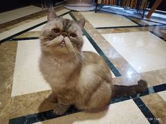 -猫色咖啡·猫咖
