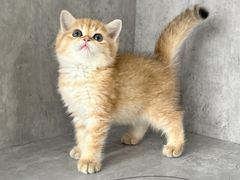 -小猫来了·猫舍(红山六九七九店)